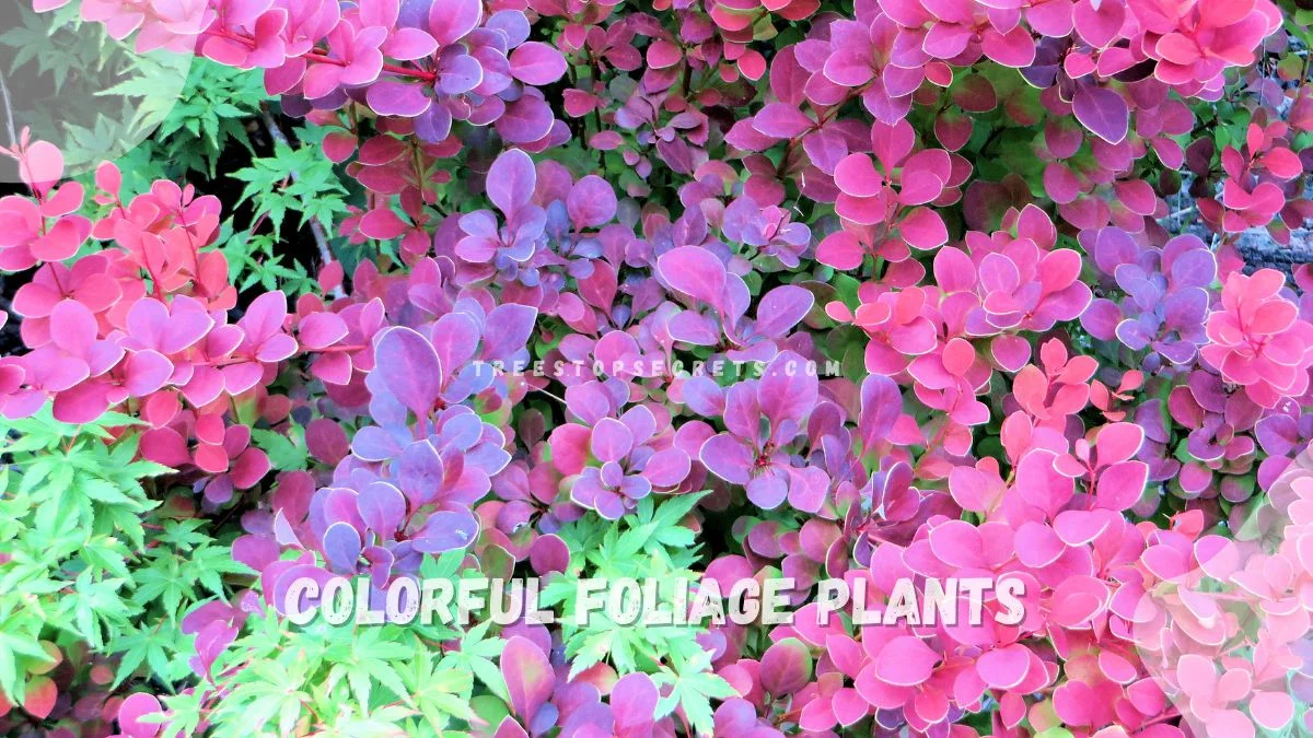 Colorful Foliage Plants: Top 12 Vibrant Picks