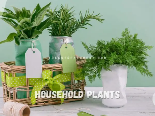 Common Household Plants: 27 Popular Choices
