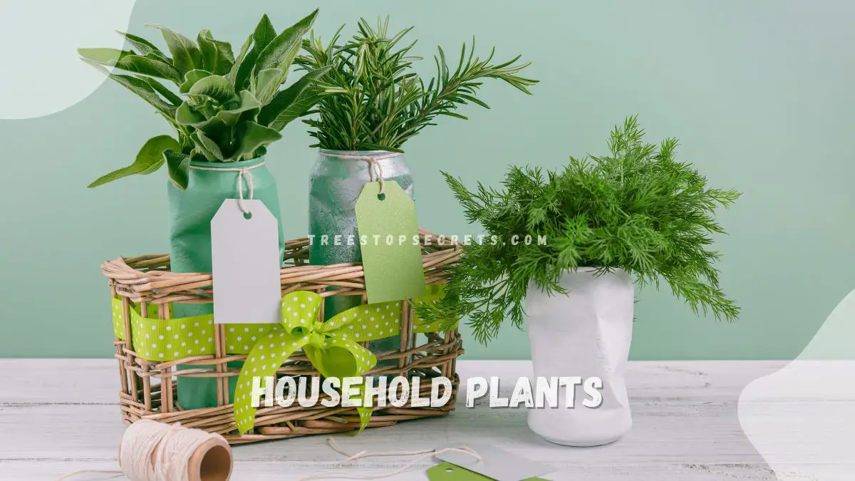 Common Household Plants: 27 Popular Choices