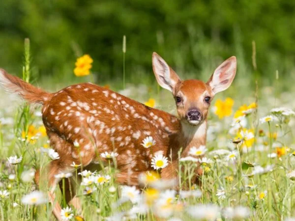 Deer Deterrent Flowers: Best Plants for Your Garden