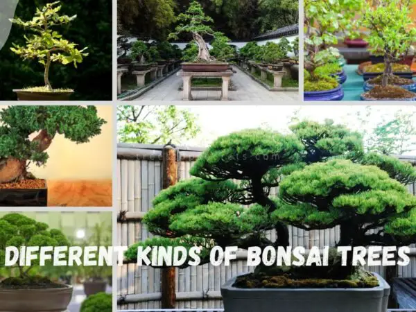 Different Kinds of Bonsai Trees: 15 Beginner Picks