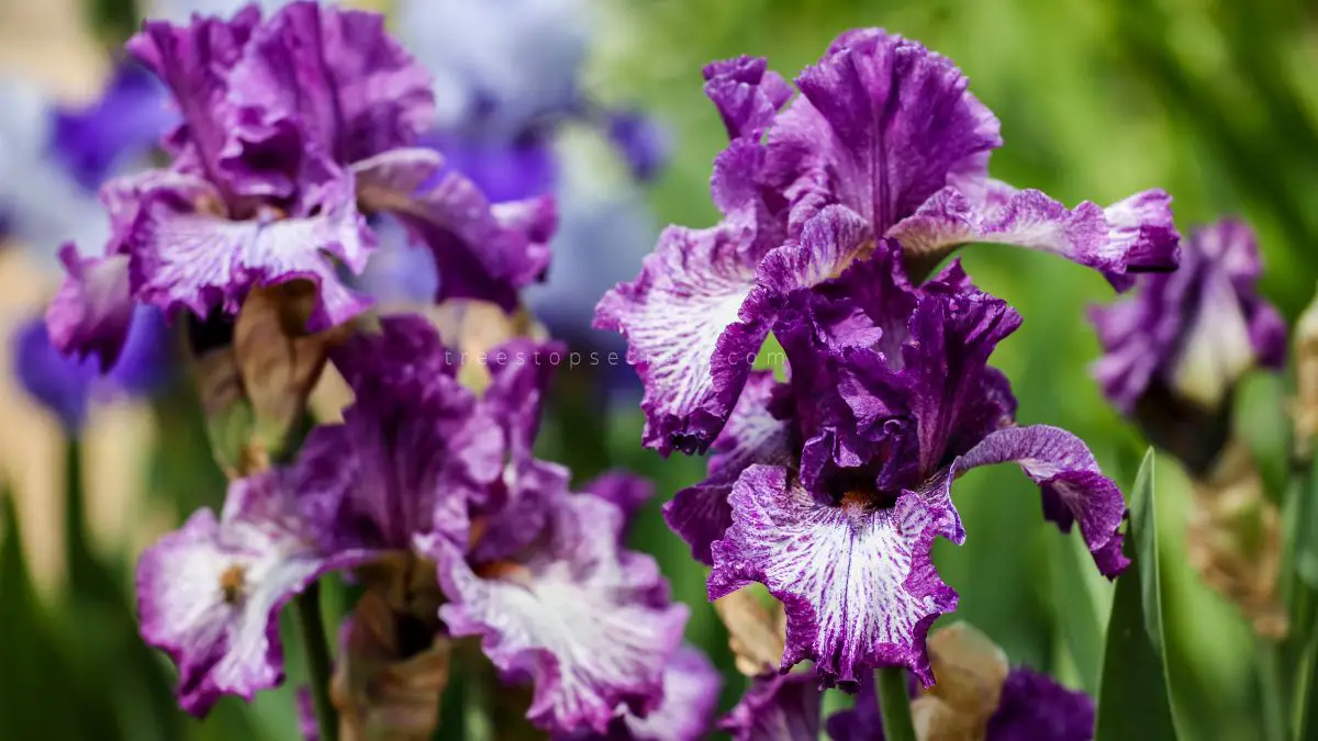 Divide Iris Plants Beautify Your Garden With Replanting