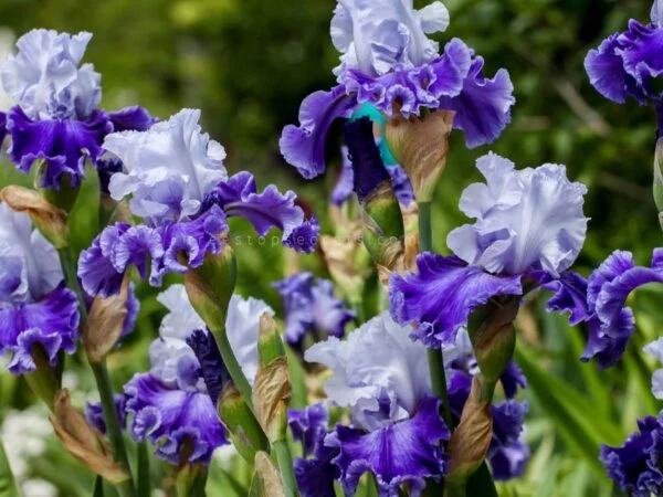 Divide Iris Plants: Beautify Your Garden with Replanting