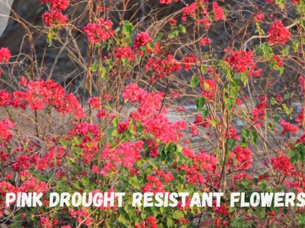 Drought Resistant Flowers: Ultimate Guide