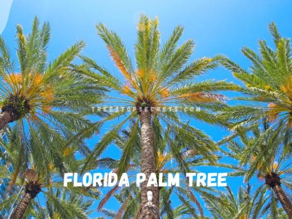 Florida Palm Tree Types: Diverse Beauties