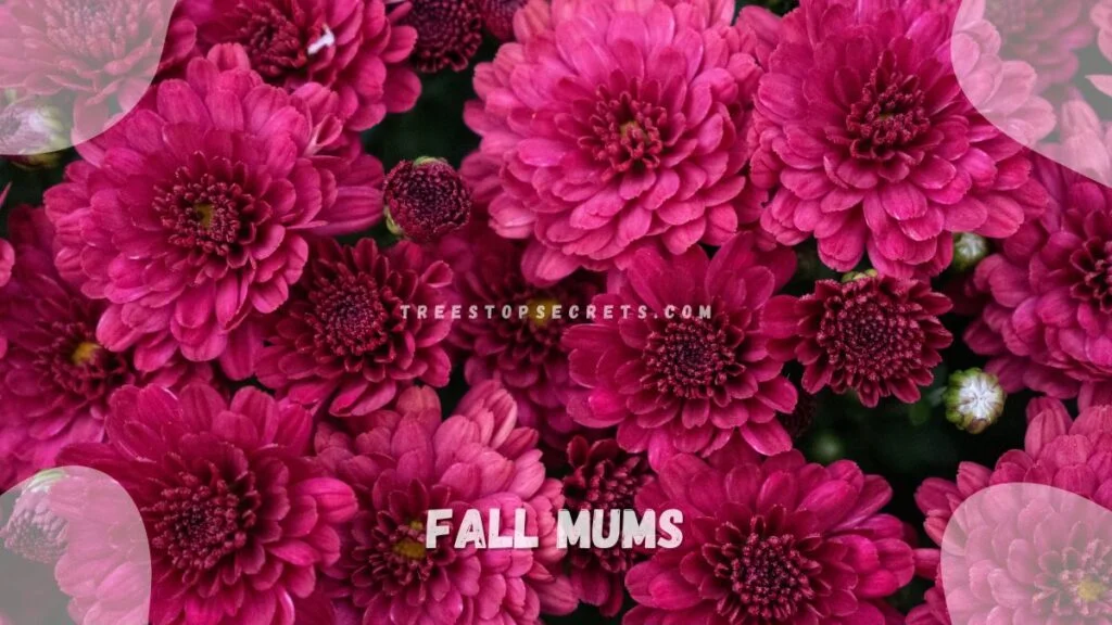 Fall Mums