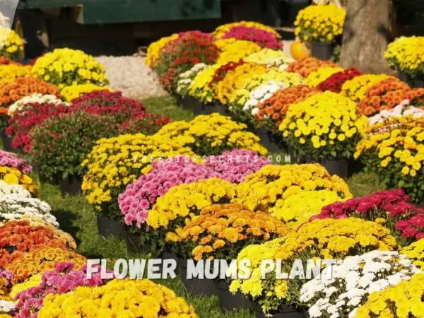 Flower Mums Plant Guide: Care Tips & More