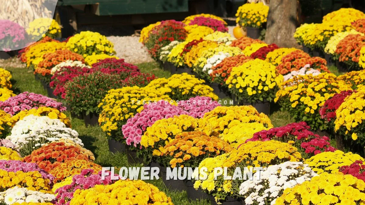 Flower Mums Plant Guide: Care Tips & More