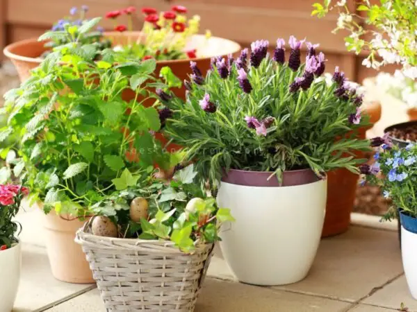Flower Planting in Pots: The Ultimate Guide