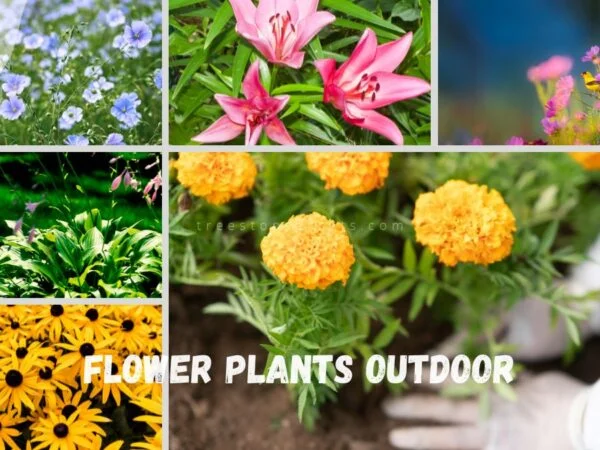 Flower Plants Outdoor: 24 Easy Grow Flowers