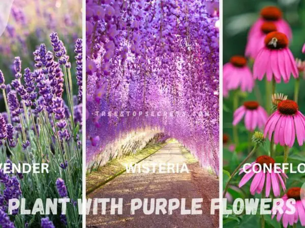 Flowering Plant with Purple Flowers: Top Garden Picks