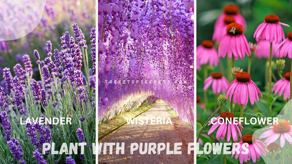 Flowering Plant with Purple Flowers: Top Garden Picks