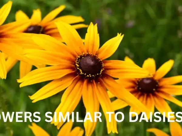 Flowers Similar to Daisies: 12 Stunning Picks - Gardening101
