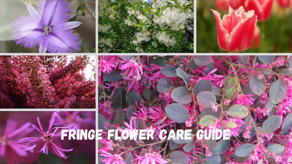 Fringe Flower Care Guide: Growing Tips