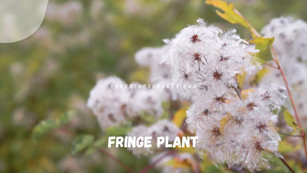 Fringe Flower Plant Blooming Guide: Loropetalum Chinense Tips