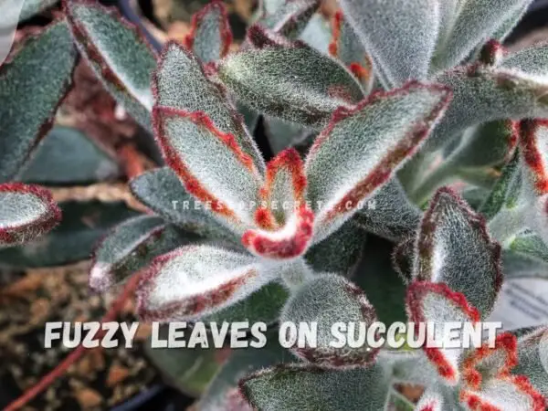 Fuzzy Leaved Plant: Embracing Soft Garden Textures