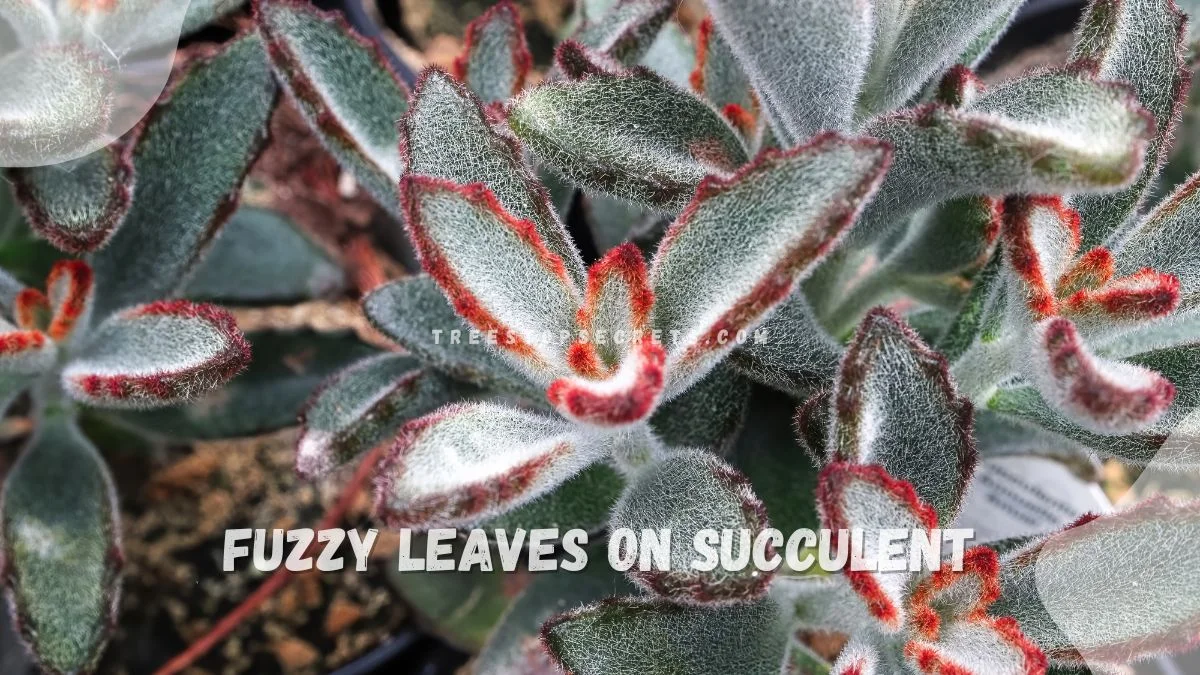 Fuzzy Leaved Plant: Embracing Soft Garden Textures