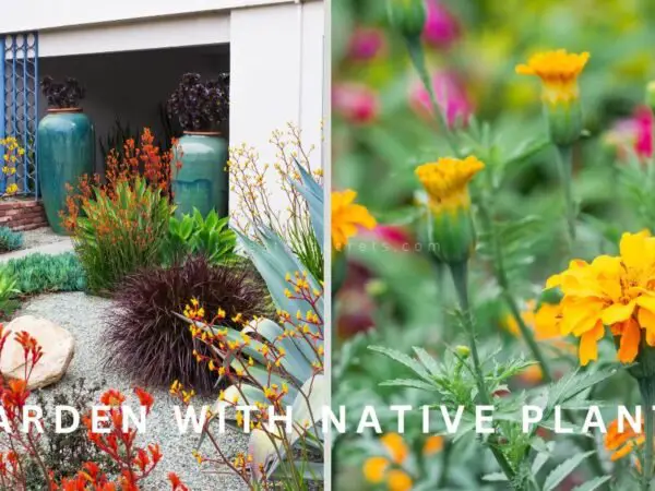 Garden with Native Plants: Discovering Native Flora