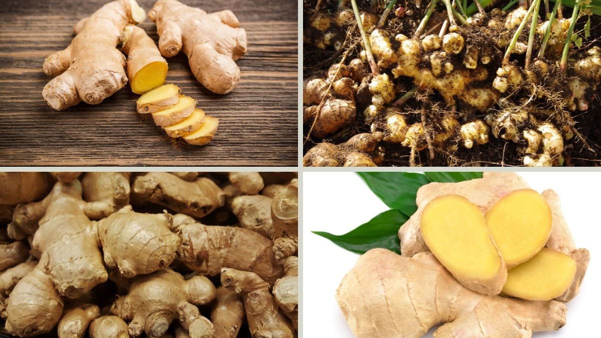 7 Surprising Ways Ginger Can Boost Your Health Today: Why Ginger Should Be Your Go-To Spice for Everyday Health
