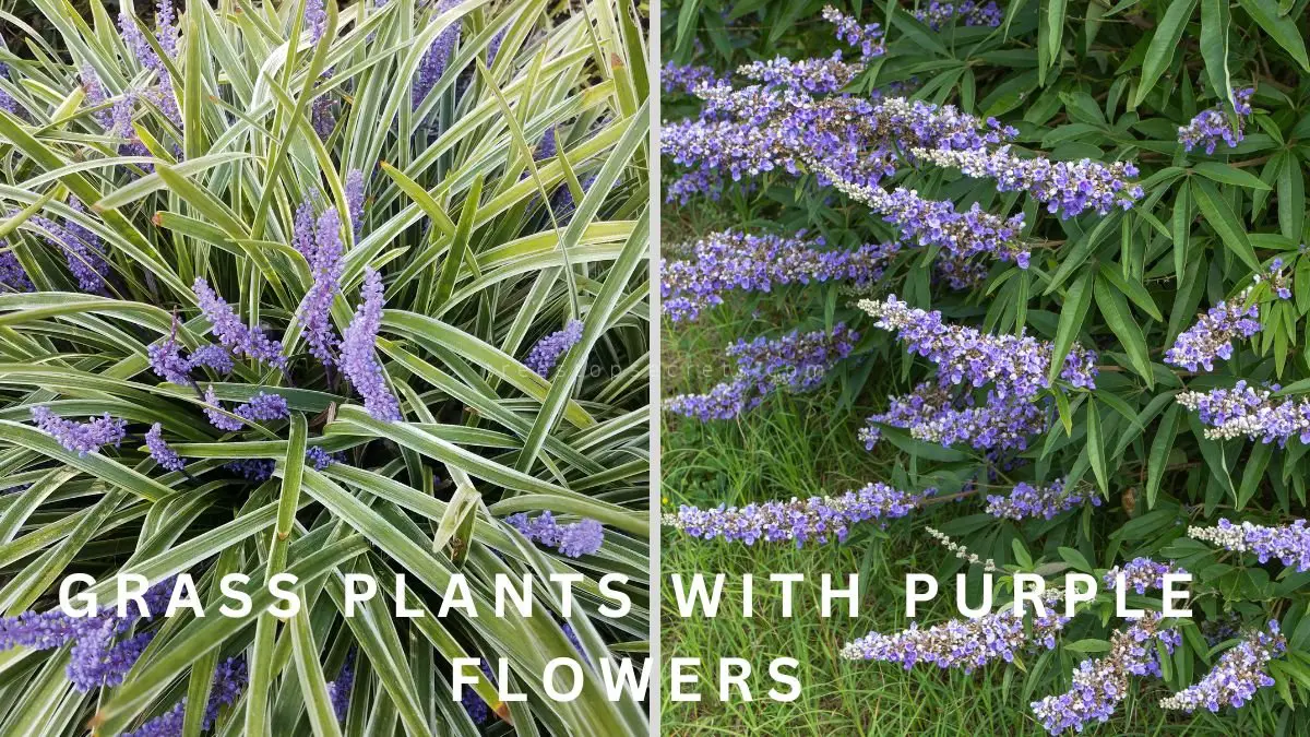 Grass Plants with Purple Flowers: Liriope Royal Purple Guide