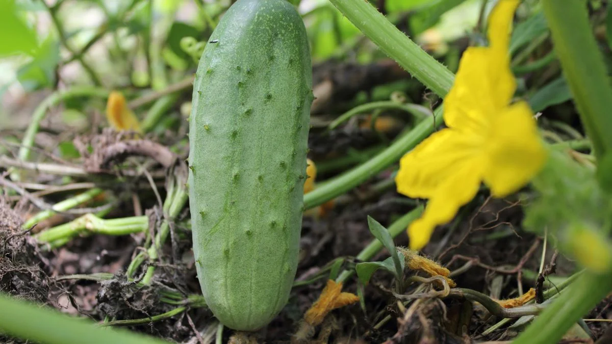 How Long Does It Take to Grow Cucumbers: Timeline & Tips