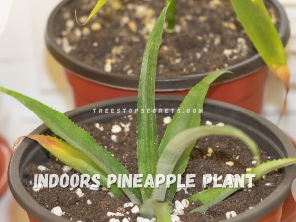 Grow a Pineapple Plant Indoors: Expert Tips for Success