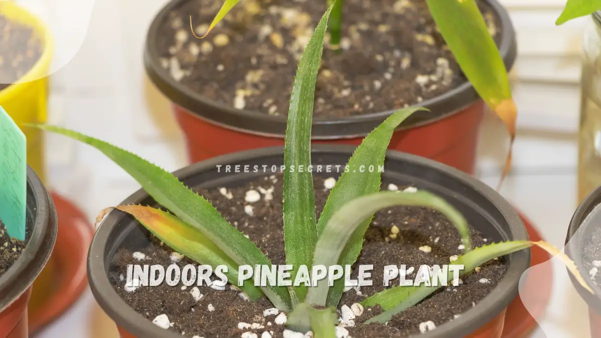 Grow a Pineapple Plant Indoors: Expert Tips for Success