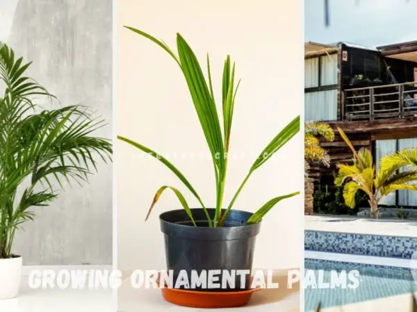 Growing Ornamental Palms: Complete Indoor Care Guide