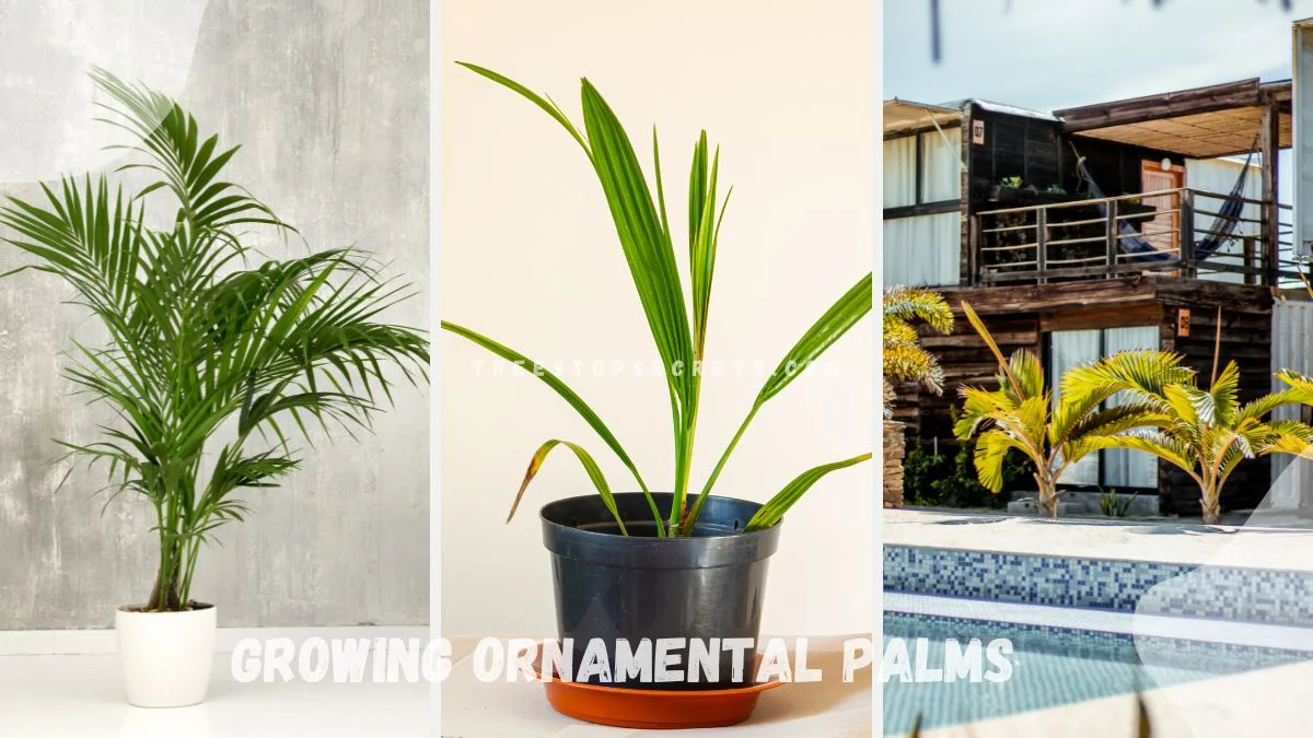 Growing Ornamental Palms: Complete Indoor Care Guide