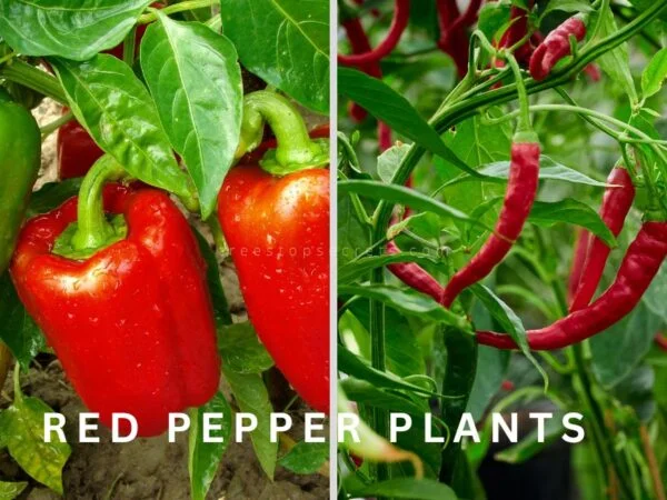 Growing Red Pepper Plants: Ultimate Guide