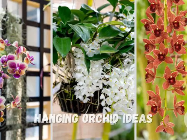 Hanging Orchid Ideas: Choose the Perfect Basket Orchid