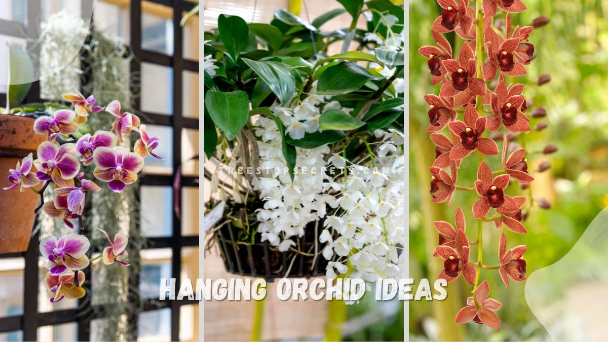Hanging Orchid Ideas: Choose the Perfect Basket Orchid