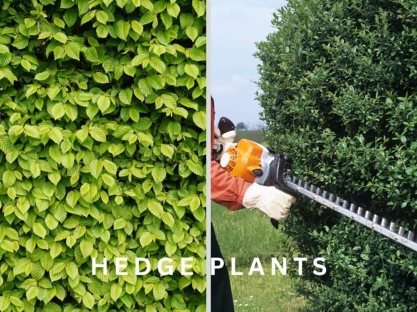 Hedge Plants for Privacy: Top Evergreen Picks