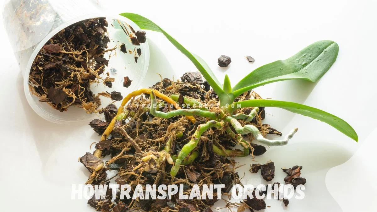 How Do I Transplant Orchids: Expert Guide & Q&A