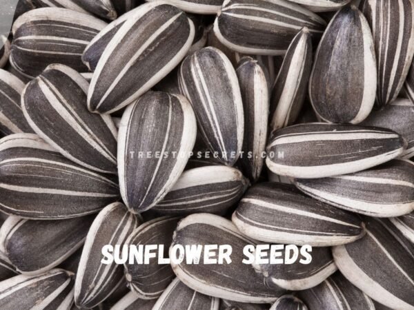 How to Harvest Sunflower Seeds for Planting, Roasting, and Bird Feed