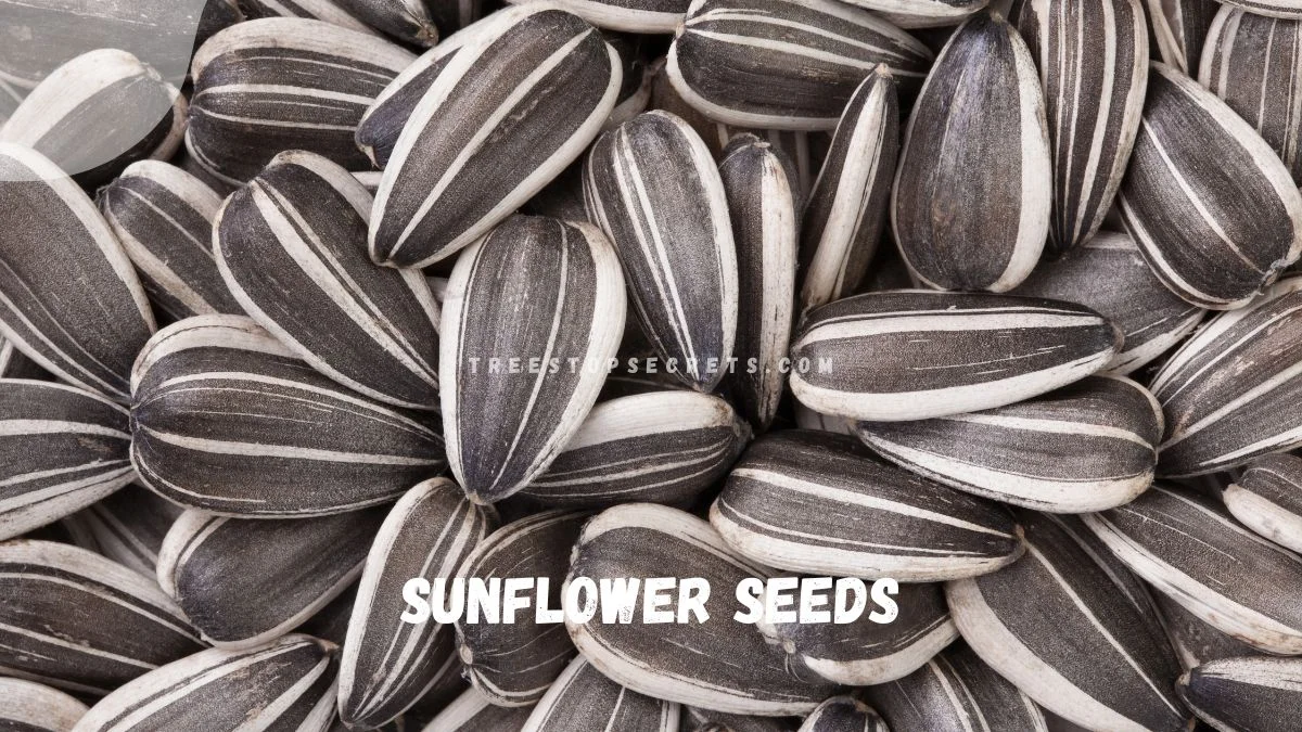 How to Harvest Sunflower Seeds for Planting, Roasting, and Bird Feed