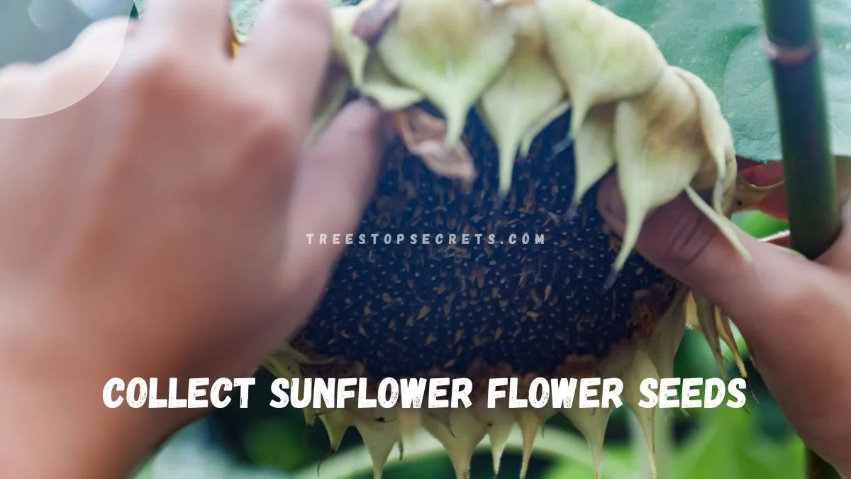 How Do You Collect Sunflower Seeds: Ultimate Guide