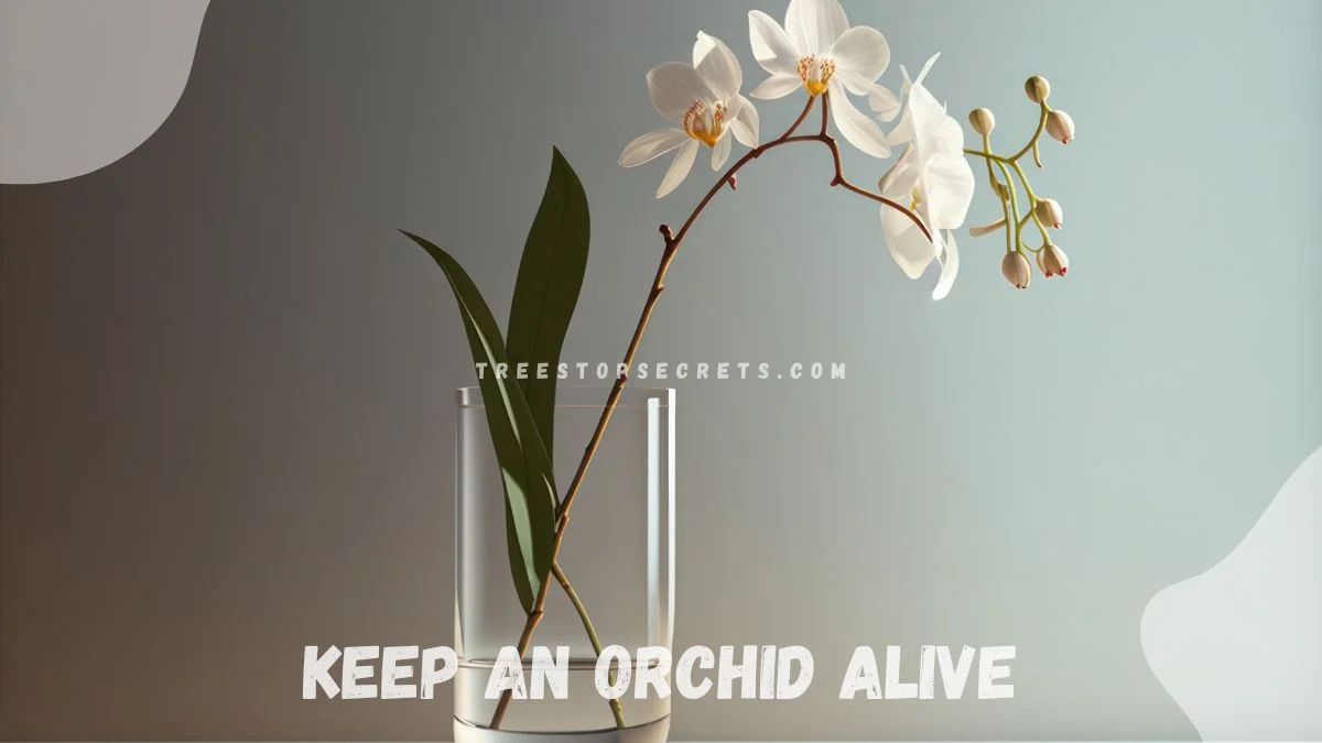 How Do You Keep an Orchid Alive? Ultimate Guide for Longevity