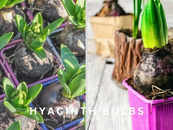 How Do You Plant Hyacinth Bulbs for Blooming Success
