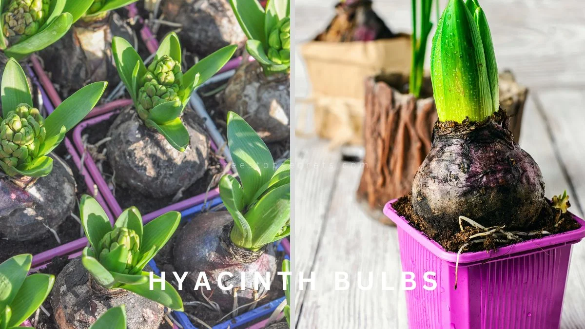 How Do You Plant Hyacinth Bulbs for Blooming Success