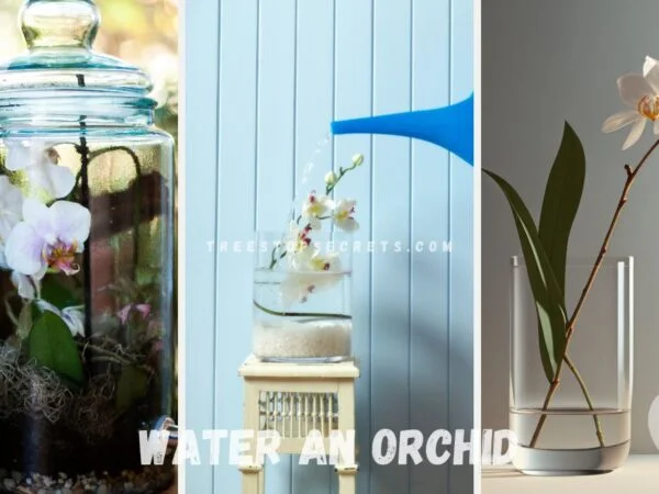 How Do You Water an Orchid? Top Tips for Healthy Plants