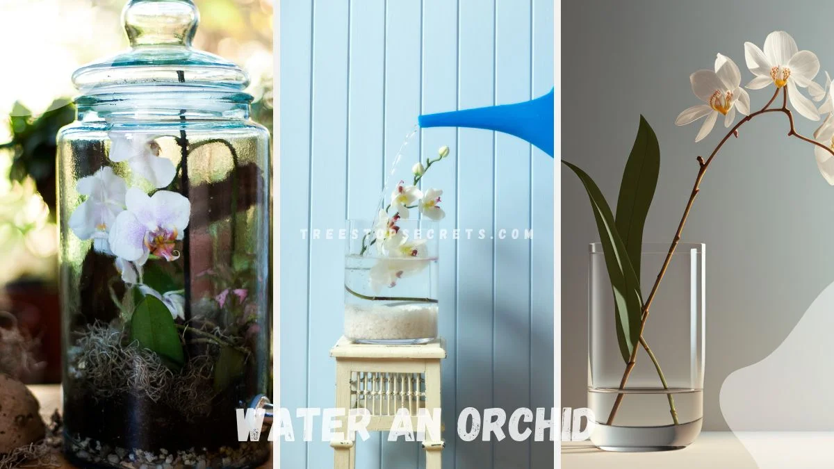 How Do You Water an Orchid? Top Tips for Healthy Plants