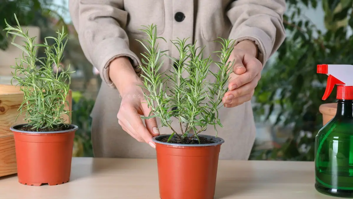 How Long Does Rosemary Take to Grow: Care Tips