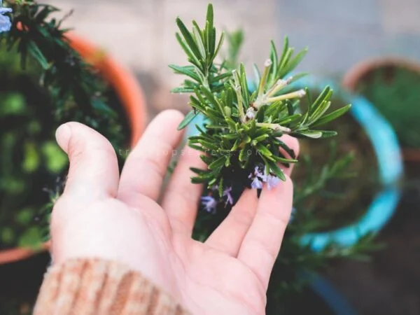 How Often Should You Water Rosemary in a Pot: Ultimate Guide