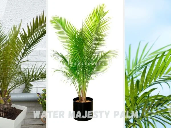 How Often to Water Majesty Palm: Best Schedule Tips