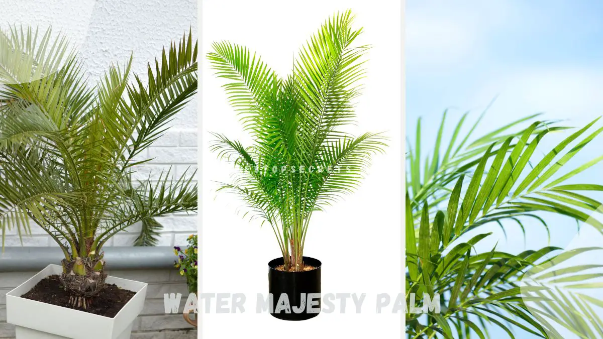 How Often to Water Majesty Palm: Best Schedule Tips