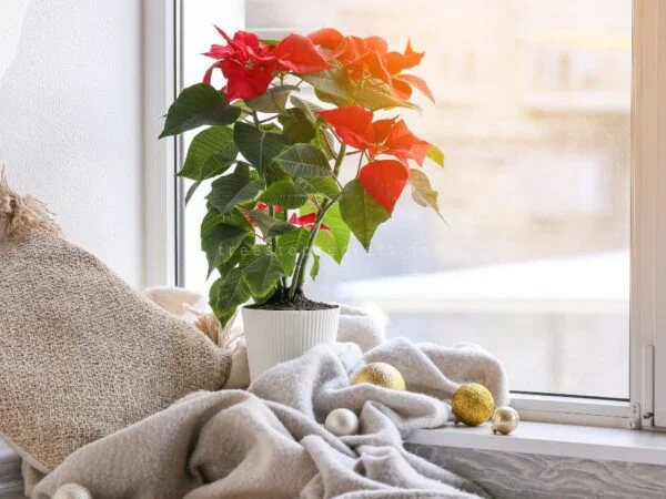 How to Care for Poinsettia Plant Indoors: Complete Guide