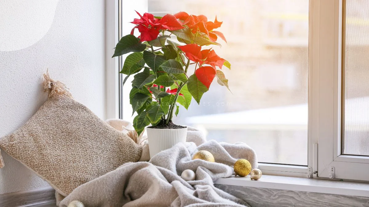 How to Care for Poinsettia Plant Indoors: Complete Guide