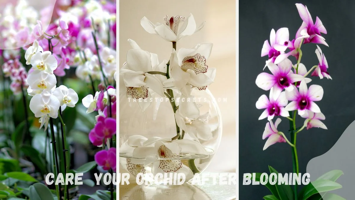 How to Care for Your Orchid After Blooming: Expert Guide