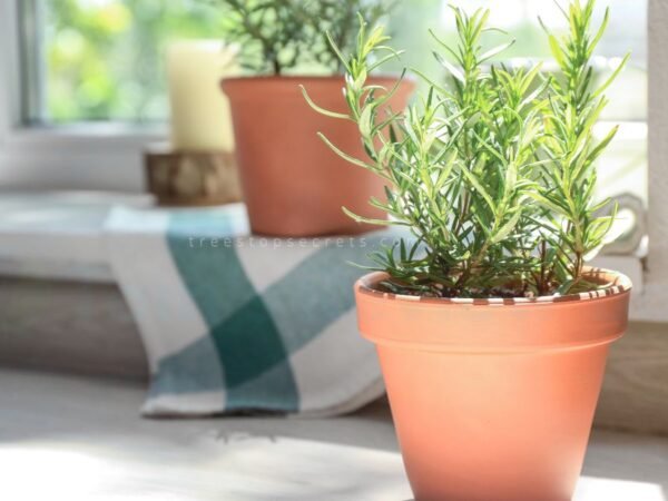 How to Care for a Rosemary Plant Indoors: Ultimate Guide